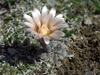 Gymnocalycium berchtii