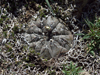 Gymnocalycium berchtii