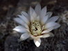 Gymnocalycium berchtii