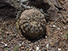 Gymnocalycium bodenbenderianum