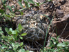 Gymnocalycium bodenbenderianum