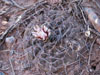 Gymnocalycium bodenbenderianum