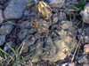 Gymnocalycium borthii