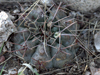 Gymnocalycium borthii