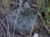 Gymnocalycium borthii