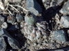 Gymnocalycium borthii