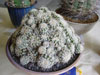 Gymnocalycium bruchii