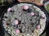 Gymnocalycium bruchii