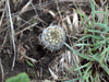 Gymnocalycium bruchii