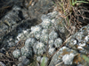 Gymnocalycium bruchii