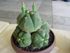 Gymnocalycium buenekeri