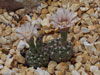 Gymnocalycium calochlorum