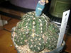 Gymnocalycium calochlorum