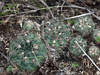 Gymnocalycium calochlorum