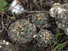 Gymnocalycium calochlorum