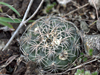 Gymnocalycium calochlorum