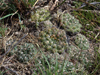 Gymnocalycium calochlorum