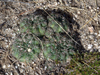 Gymnocalycium calochlorum