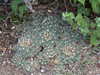 Gymnocalycium calochlorum