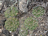 Gymnocalycium calochlorum