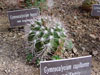 Gymnocalycium mostii