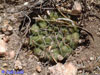 Gymnocalycium capillaense