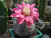 Gymnocalycium carminanthum