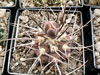 Gymnocalycium castellanosii