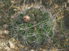 Gymnocalycium mostii