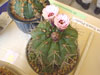 Gymnocalycium chiquitanum