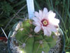 Gymnocalycium chiquitanum