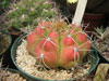 Gymnocalycium chiquitanum