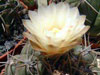 Gymnocalycium deeszianum