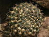 Gymnocalycium delaetii