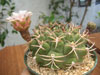 Gymnocalycium delaetii