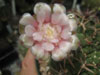 Gymnocalycium delaetii