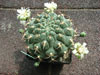 Gymnocalycium delaetii