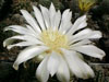 Gymnocalycium denudatum