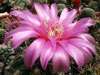 Gymnocalycium denudatum