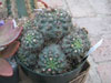 Gymnocalycium erinaceum