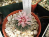 Gymnocalycium erinaceum