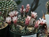 Gymnocalycium erinaceum