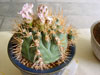 Gymnocalycium eurypleurum