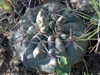 Gymnocalycium fischeri