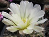 Gymnocalycium gibbosum