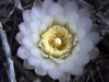 Gymnocalycium gibbosum