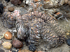 Gymnocalycium gibbosum