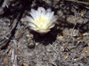 Gymnocalycium gibbosum