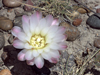 Gymnocalycium gibbosum