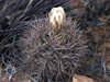 Gymnocalycium gibbosum